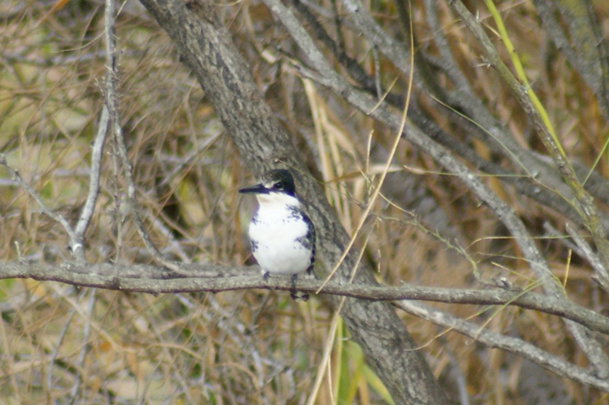 Green Kingfisher - B E