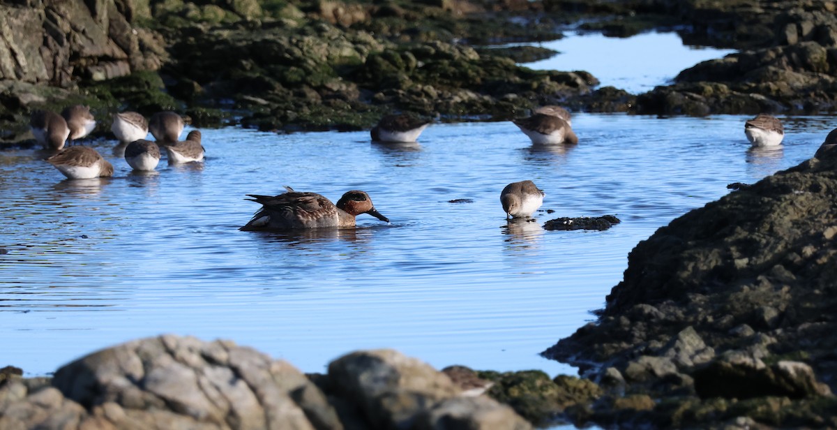Green-winged Teal (American) - ML614250868