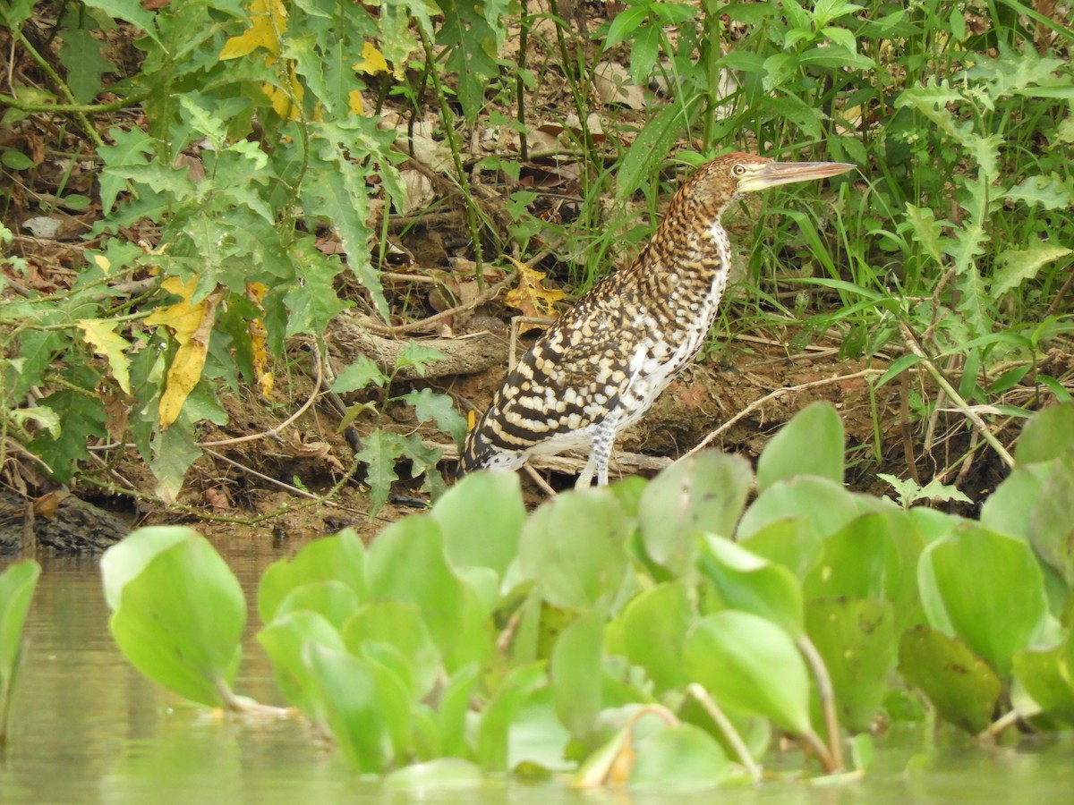 Rufescent Tiger-Heron - Glenn Barrett