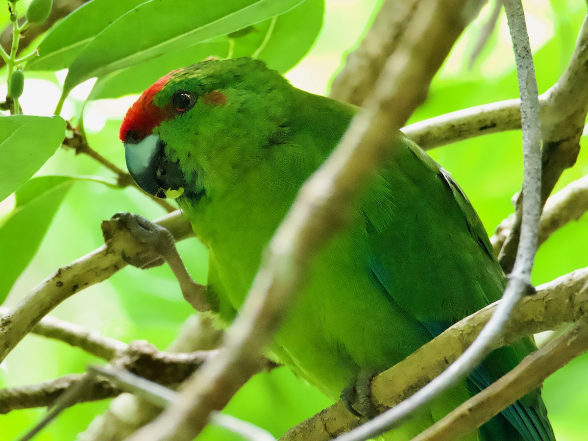 Norfolk Island Parakeet - ML614250935