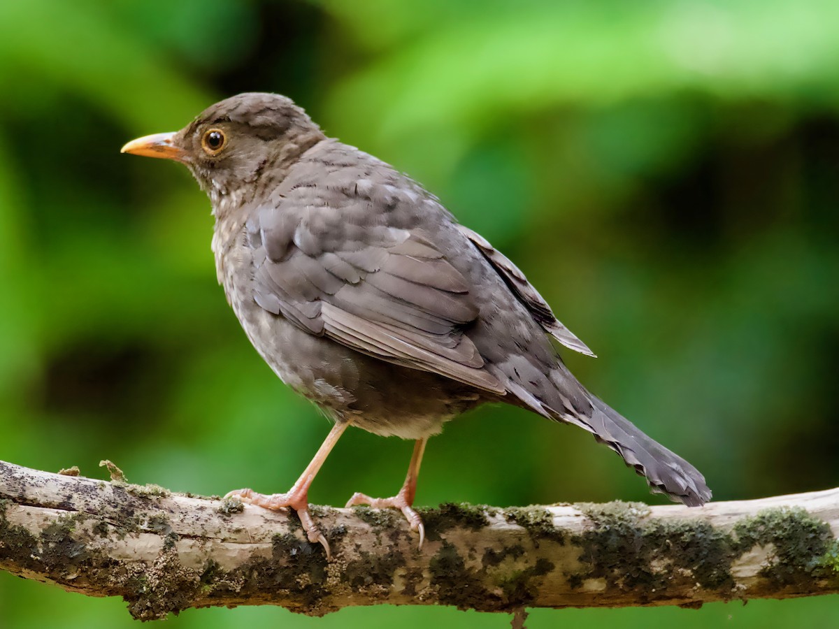 Eurasian Blackbird - ML614250993