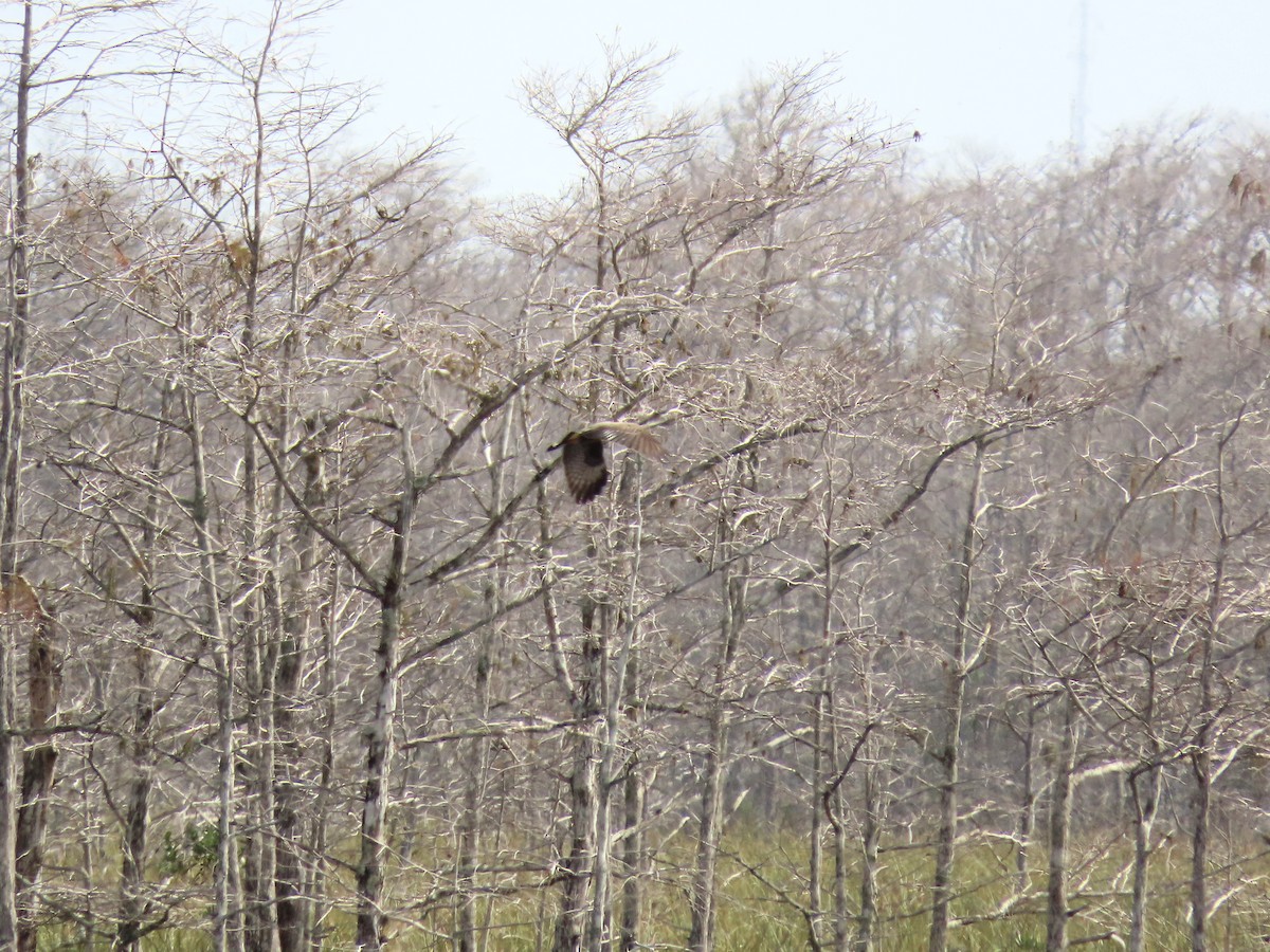 Snail Kite - ML614251034