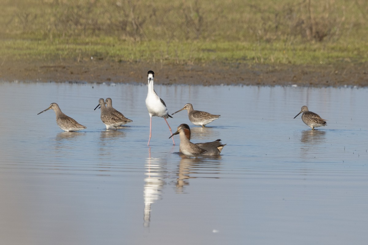 Long-billed Dowitcher - ML614251041