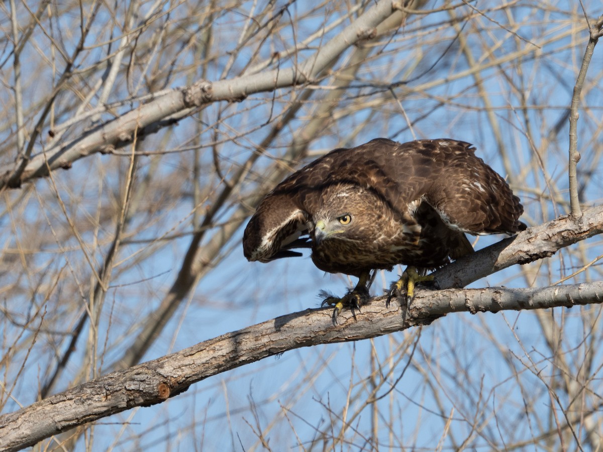 Red-tailed Hawk - ML614251043