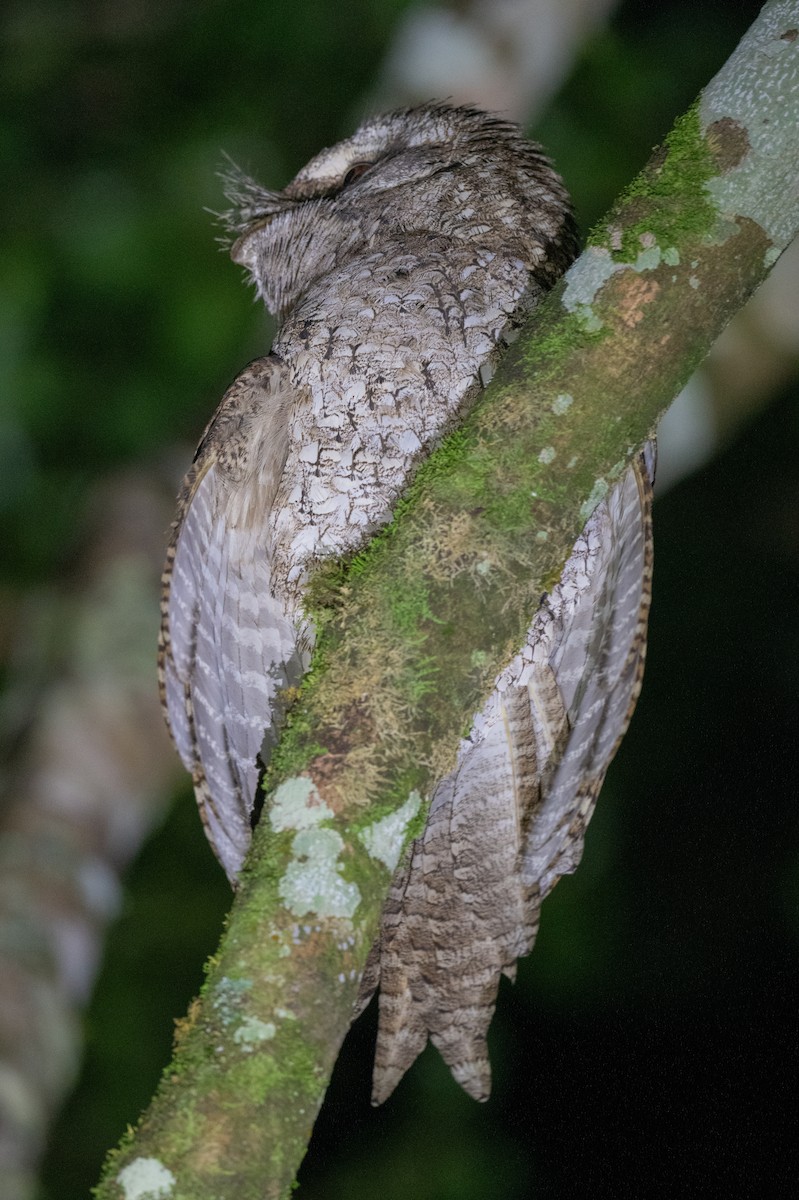 Marbled Frogmouth - ML614251044