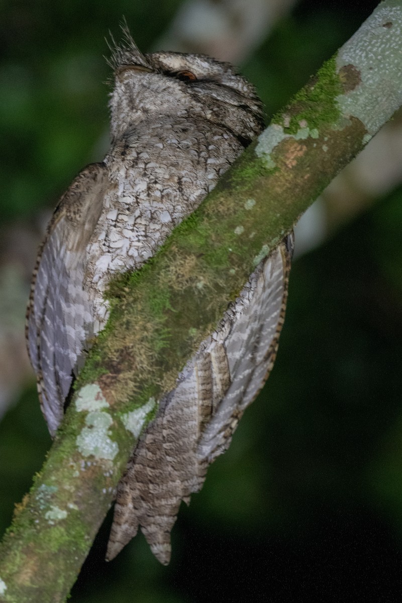 Marbled Frogmouth - ML614251045