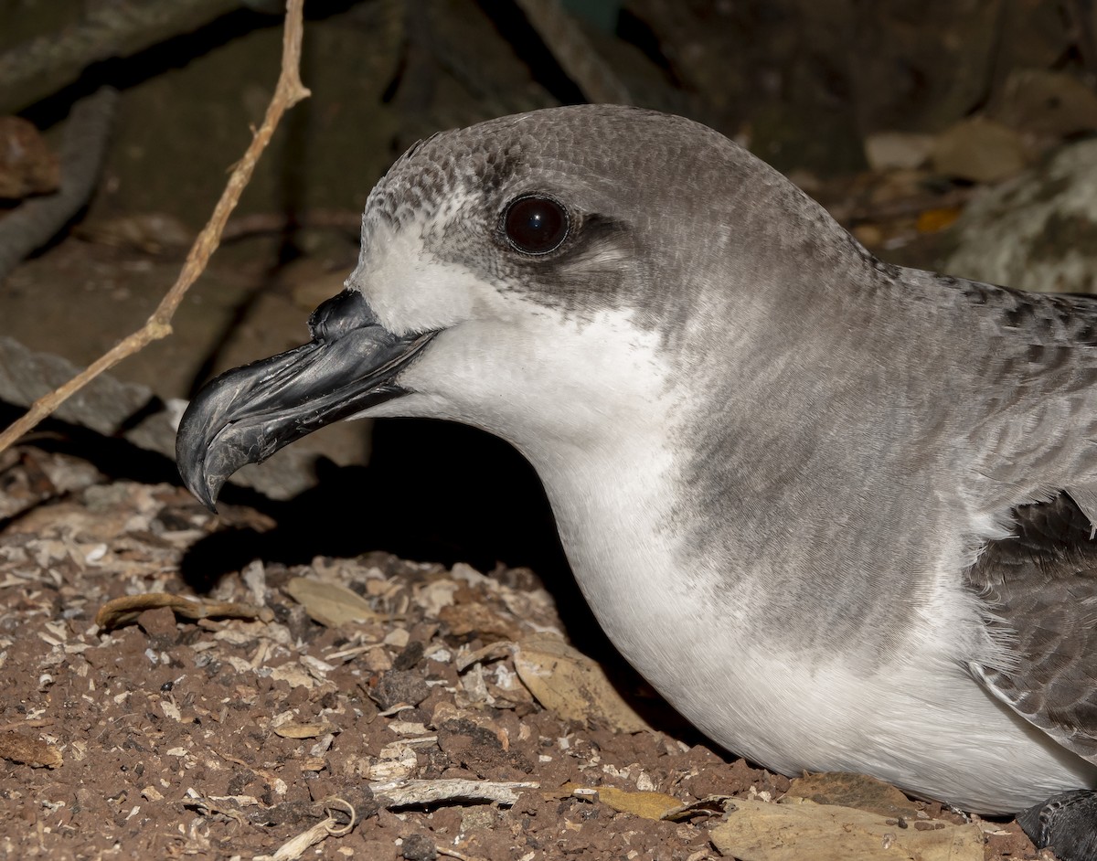 Juan Fernandez Petrel - ML614251079