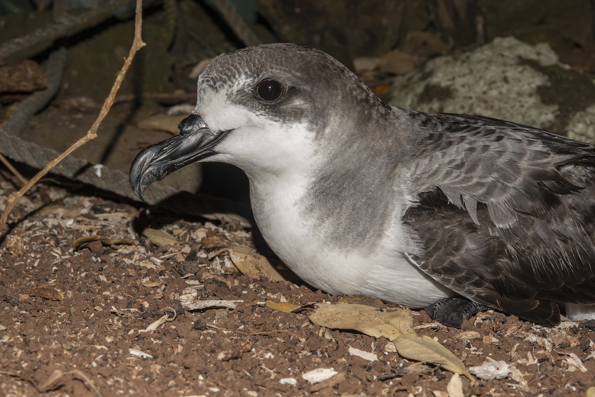 Juan Fernandez Petrel - ML614251080