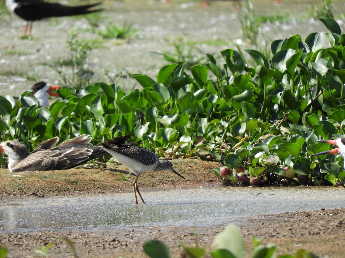 Greater Yellowlegs - ML614251096