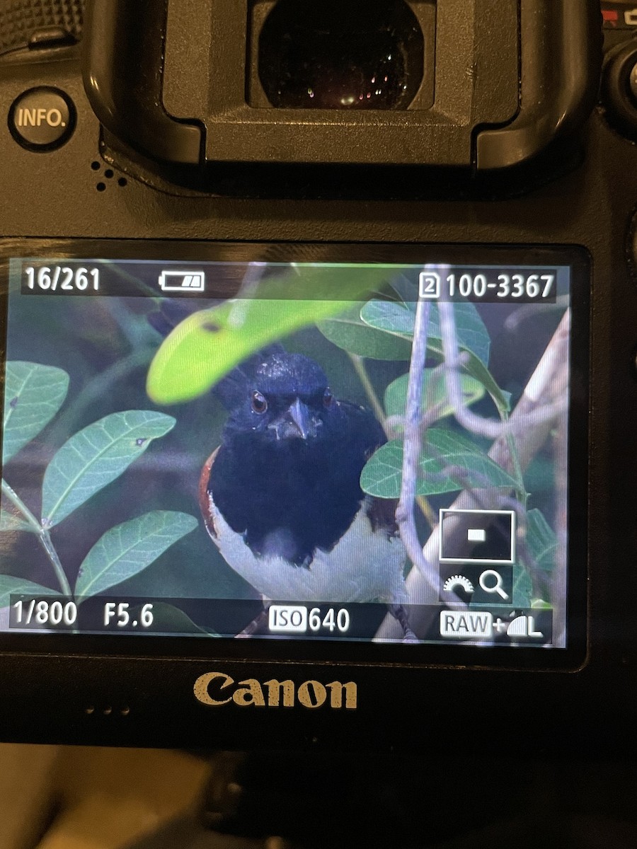 Eastern Towhee (Red-eyed) - ML614251126