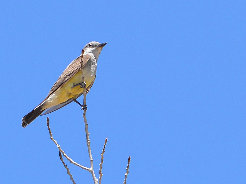 Western Kingbird - Donna Wadsley