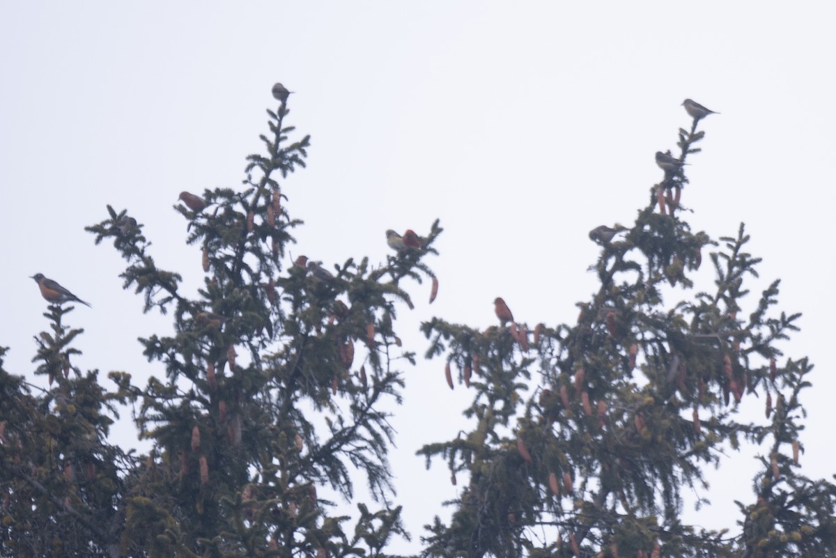 Red Crossbill - Sandeep Biswas