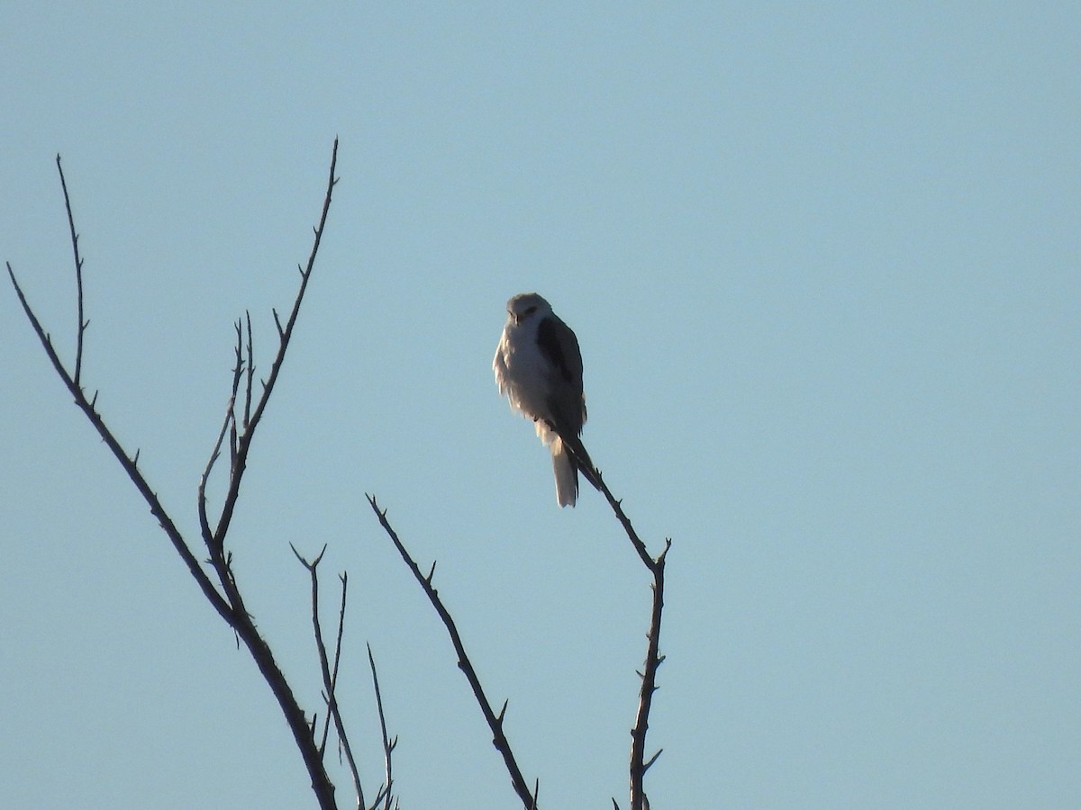 White-tailed Kite - ML614251182