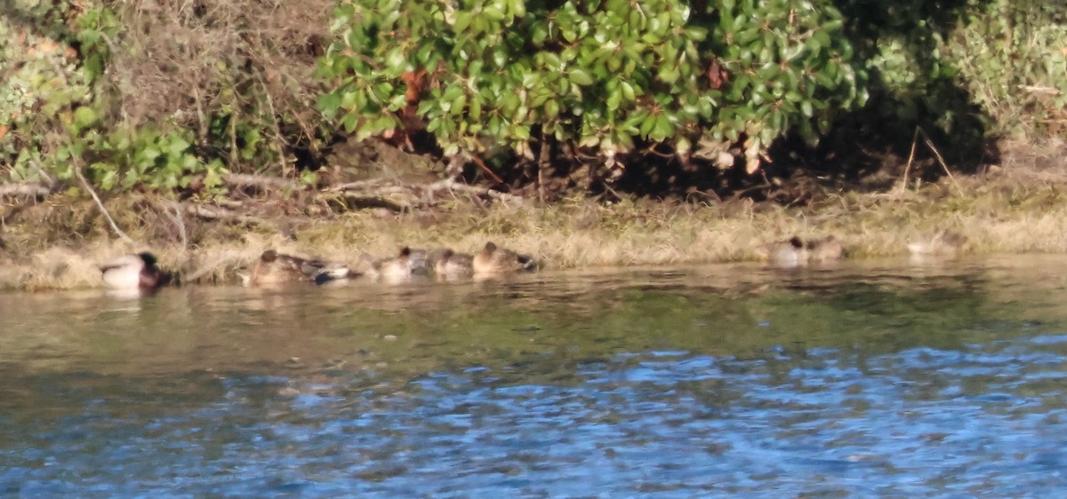 Green-winged Teal - Jody  Wells