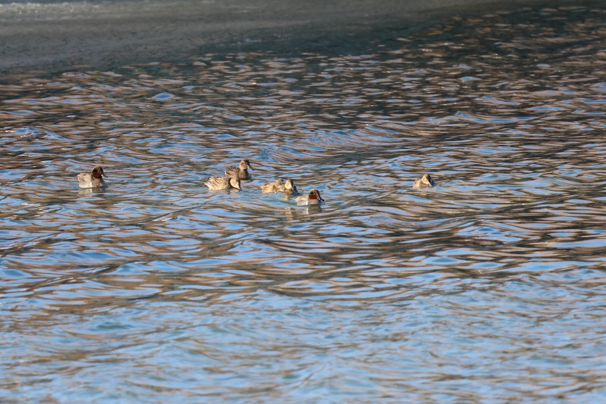 Green-winged Teal - Jody  Wells