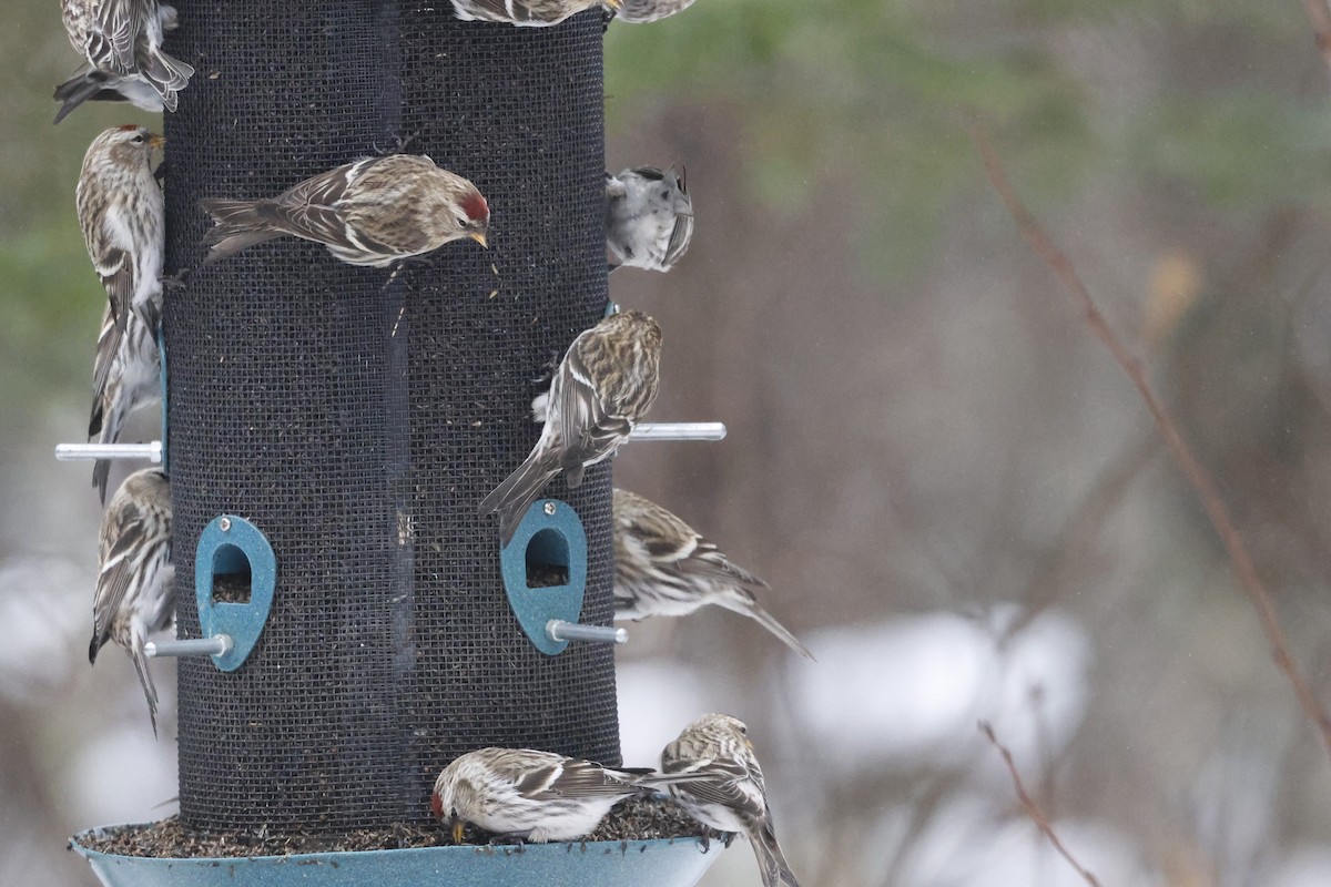 Common Redpoll - Chris Daly