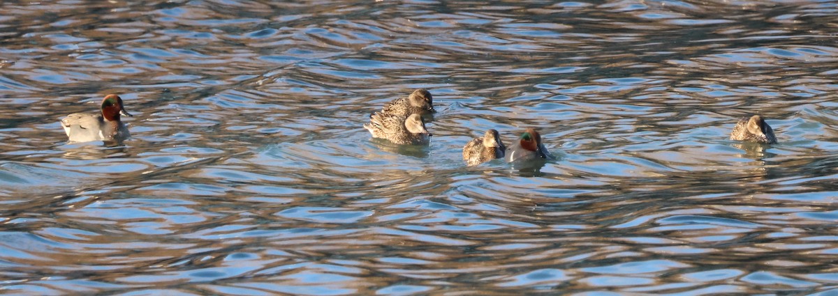 Green-winged Teal - Jody  Wells