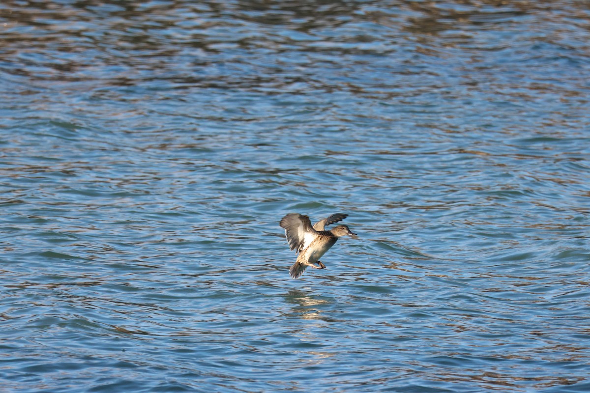 Green-winged Teal - Jody  Wells