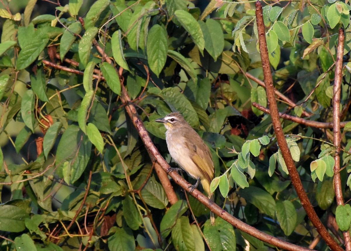 White-browed Bulbul - ML614251237