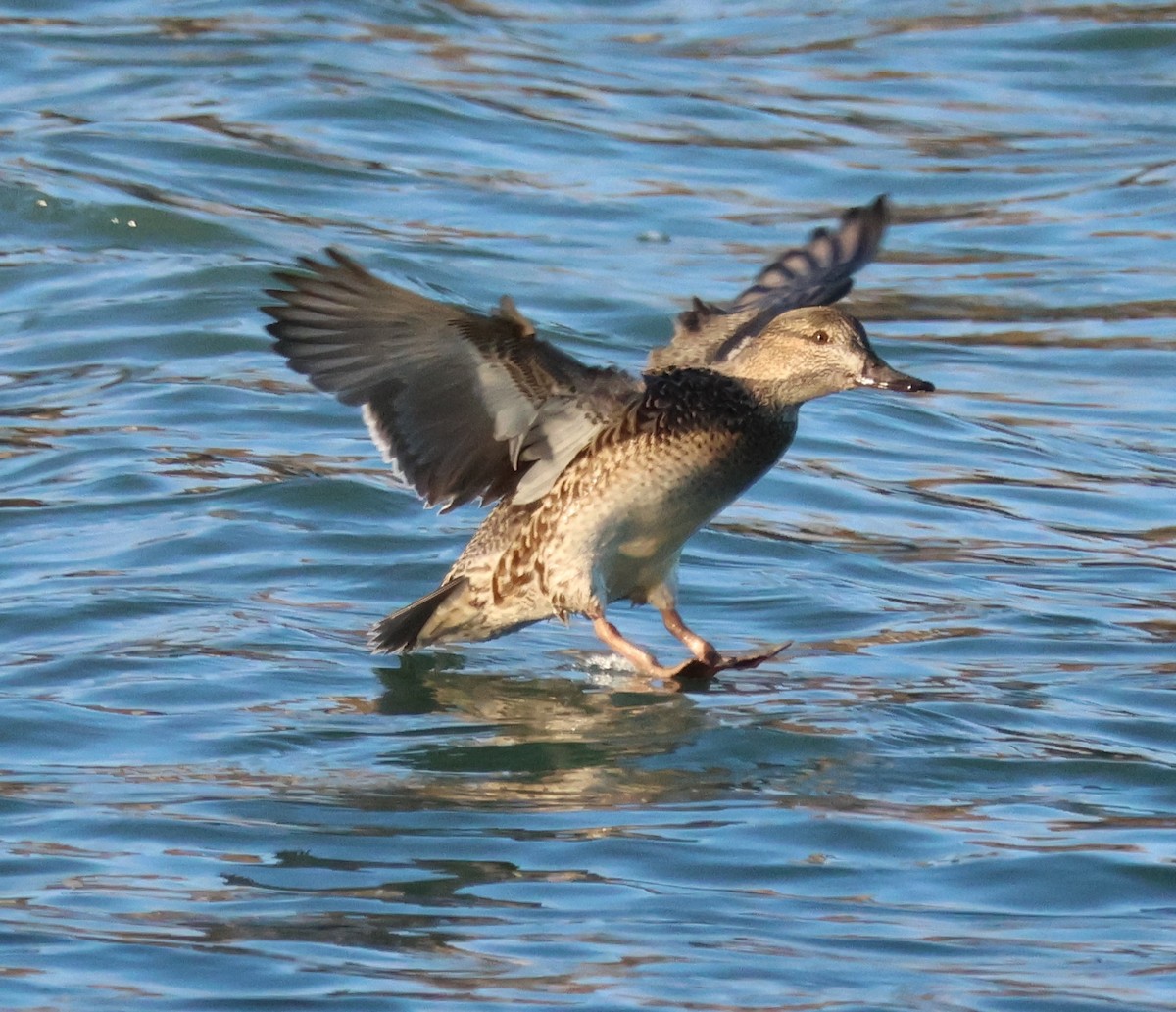 Green-winged Teal - Jody  Wells