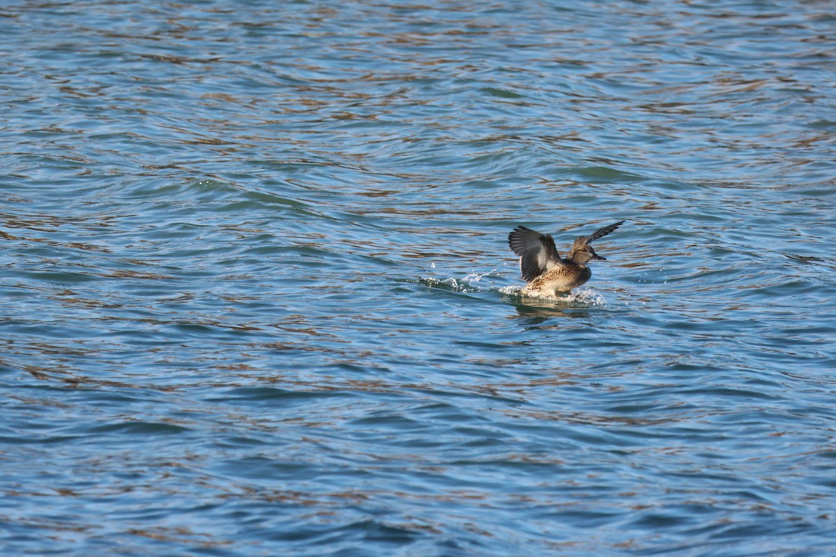 Green-winged Teal - Jody  Wells