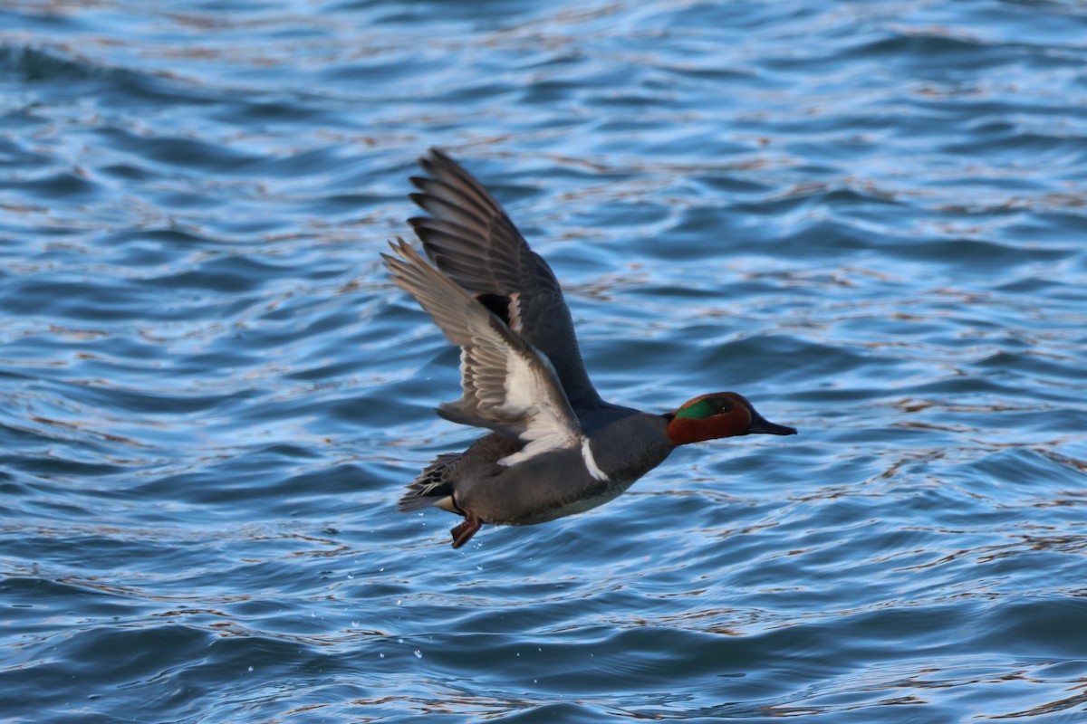 Green-winged Teal - Jody  Wells