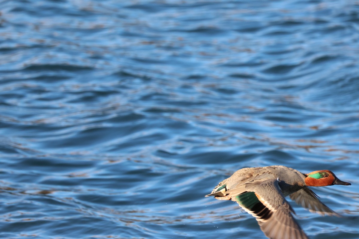 Green-winged Teal - Jody  Wells