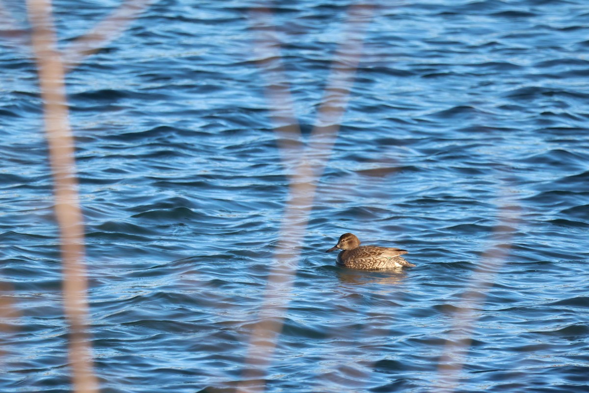 Green-winged Teal - Jody  Wells