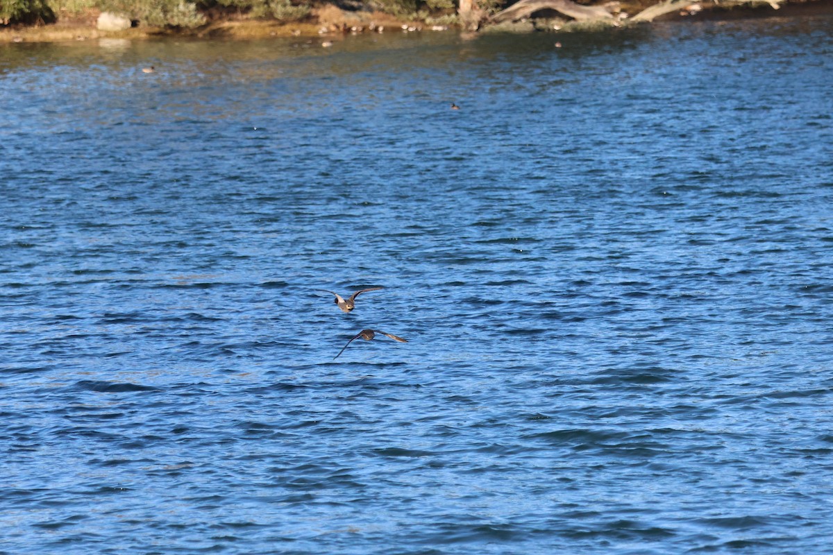 Green-winged Teal - Jody  Wells