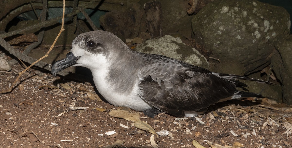 Juan Fernandez Petrel - Simon Gorta