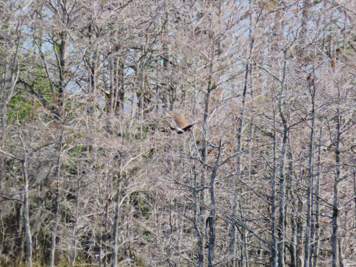 Snail Kite - ML614251363