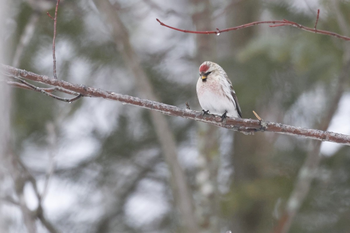 Hoary Redpoll - Chris Daly