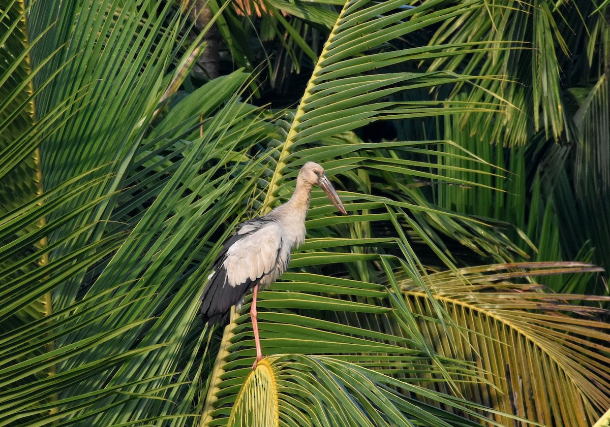 Asian Openbill - ML614251380