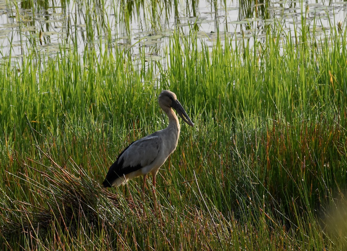 Asian Openbill - ML614251381