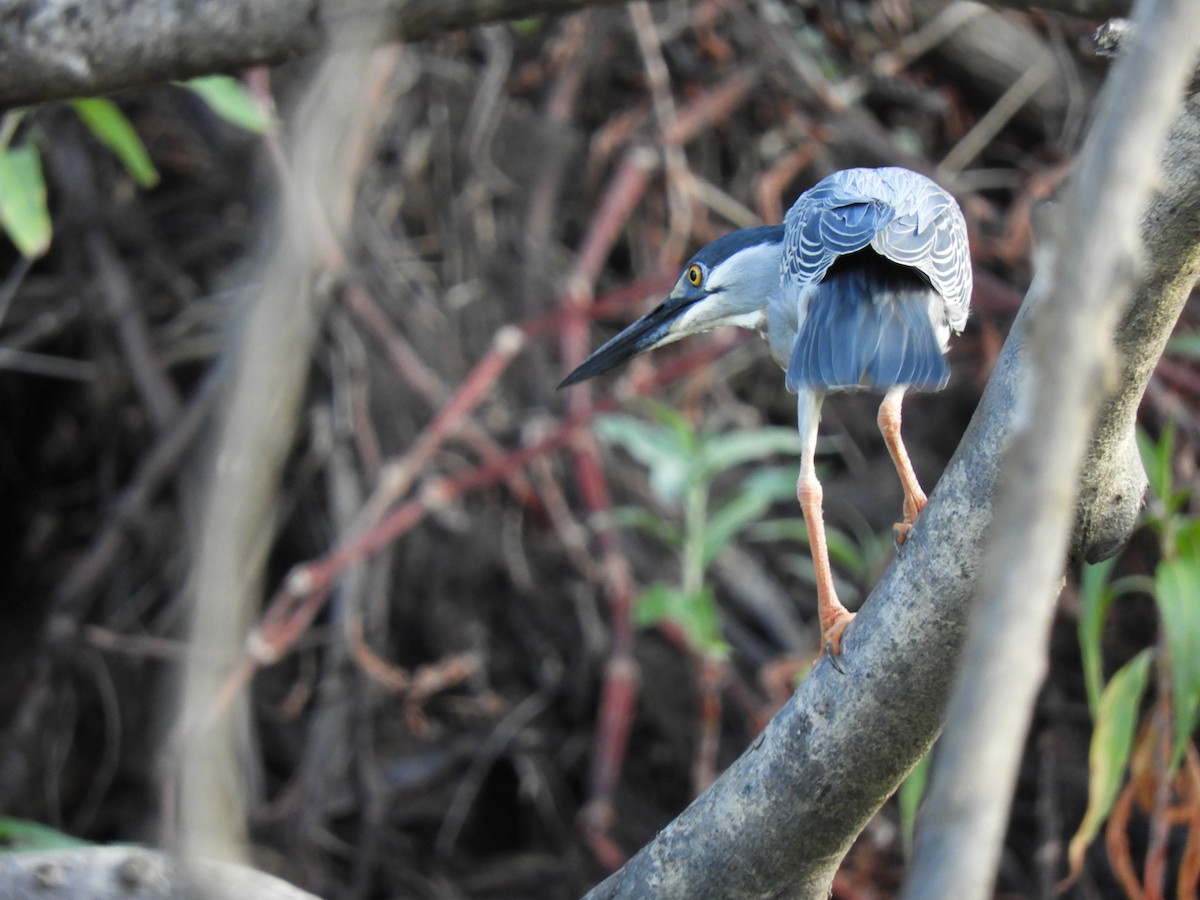 Black-crowned Night Heron - ML614251384