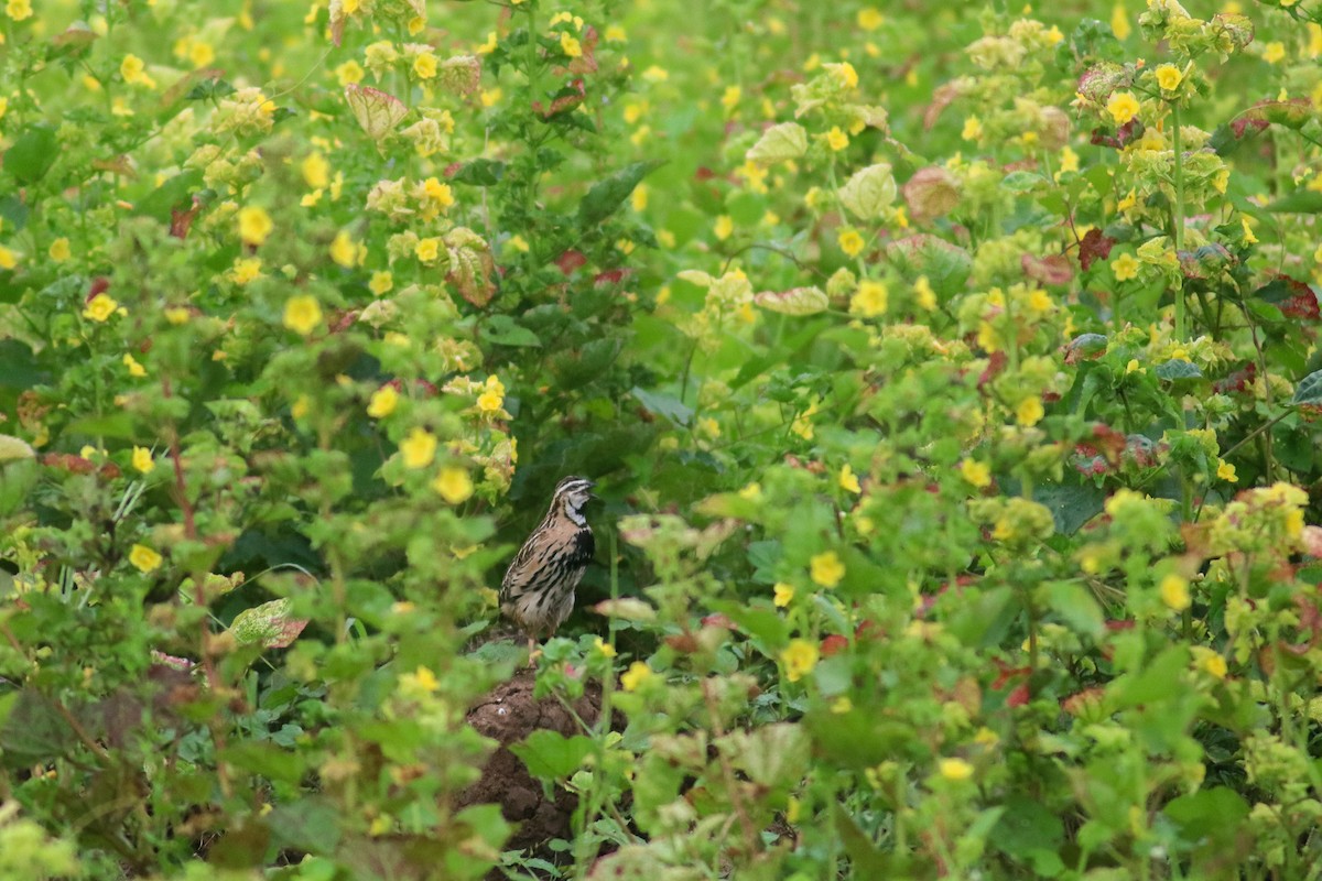 Rain Quail - ML614251426