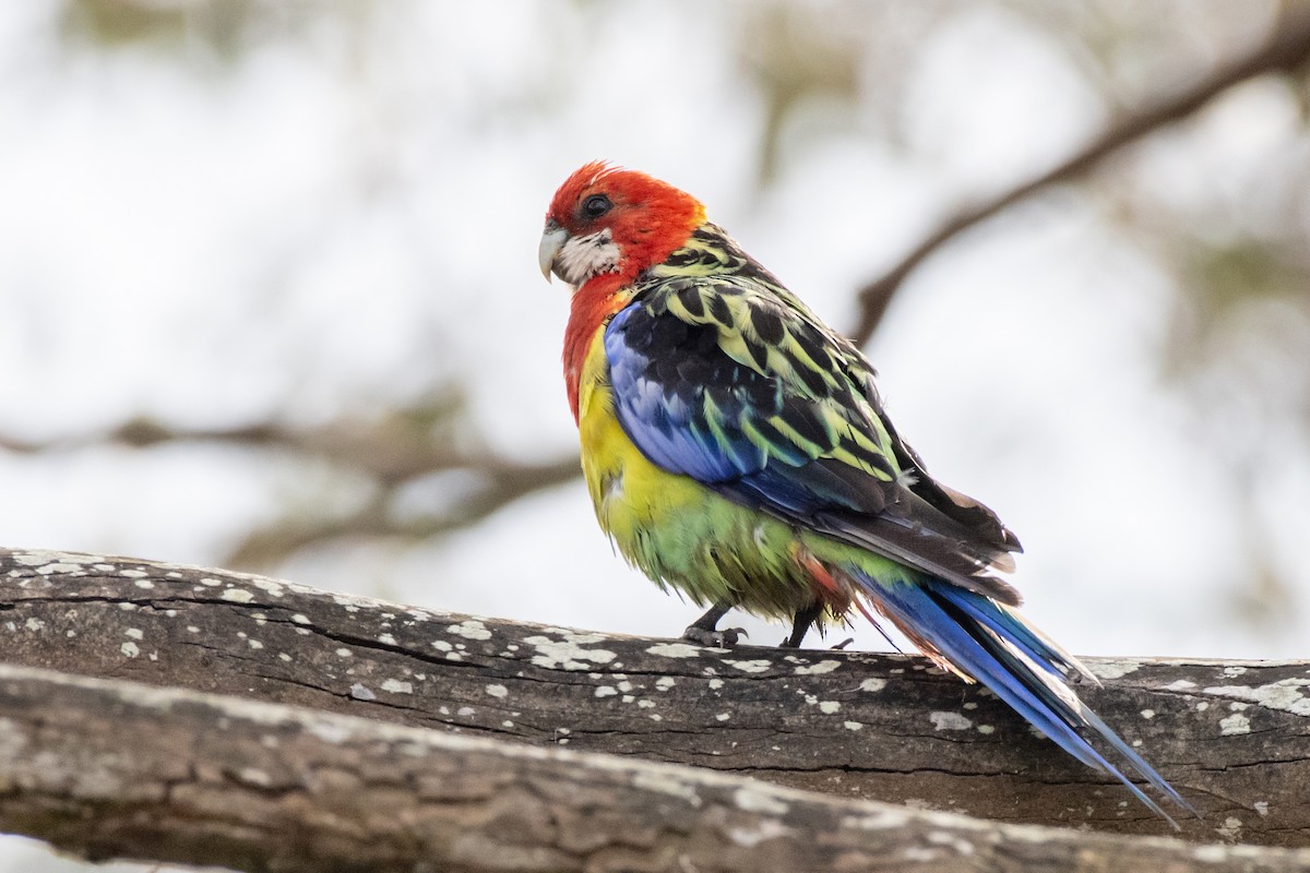 Eastern Rosella - ML614251458