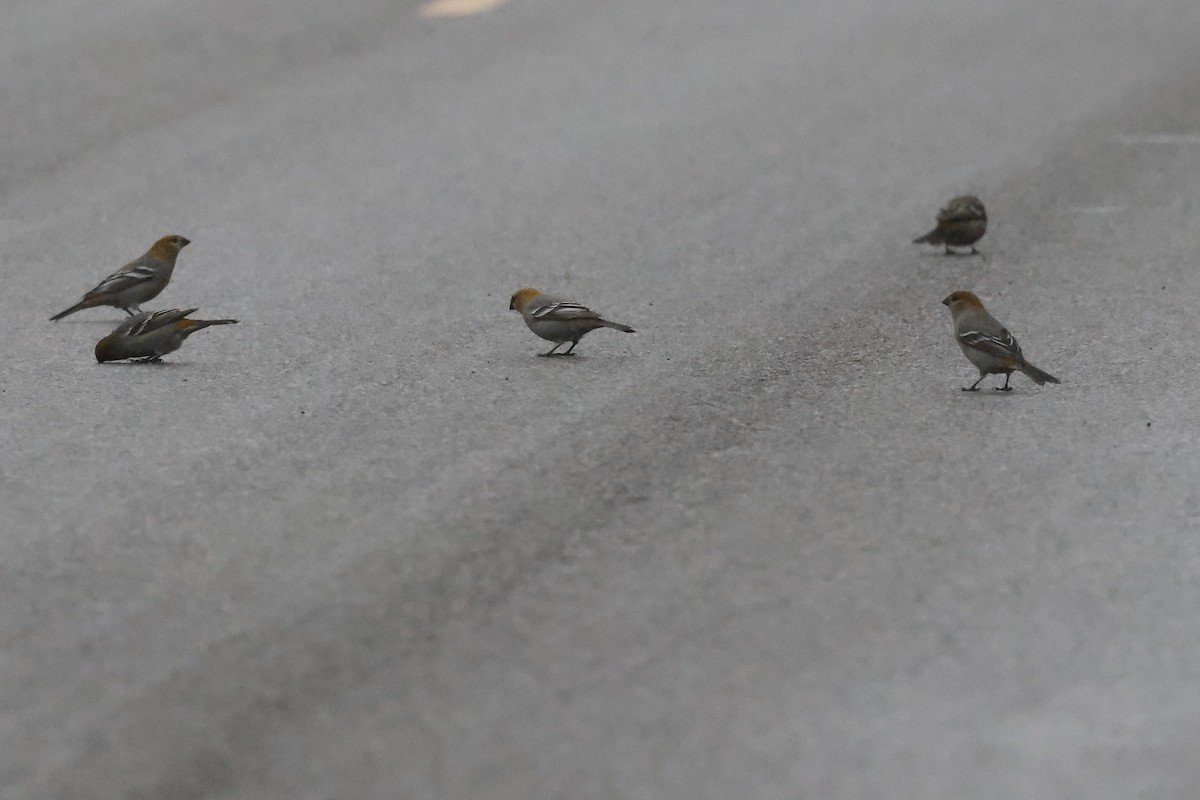 Pine Grosbeak - Chris Daly