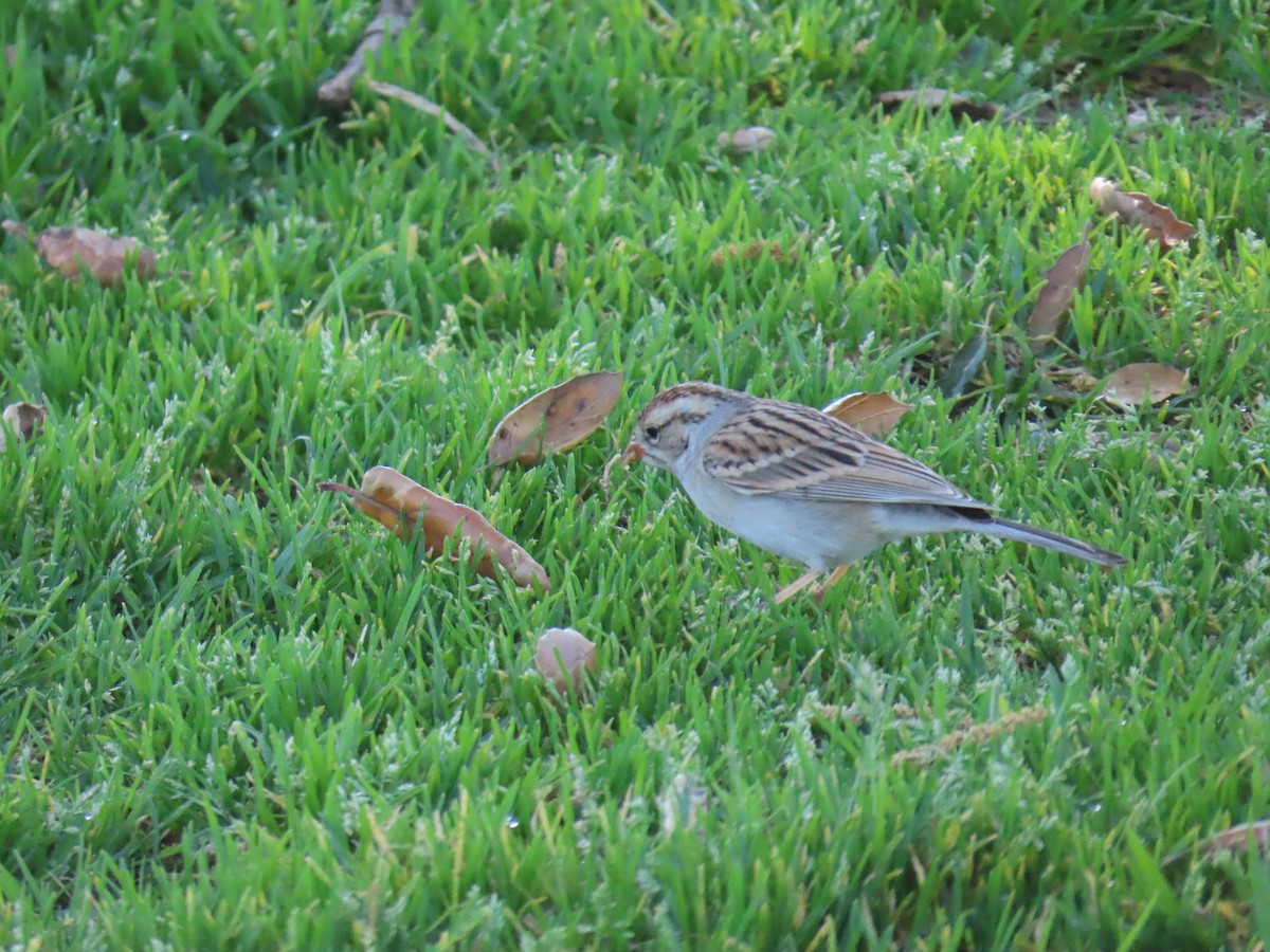 Chipping Sparrow - ML614251512