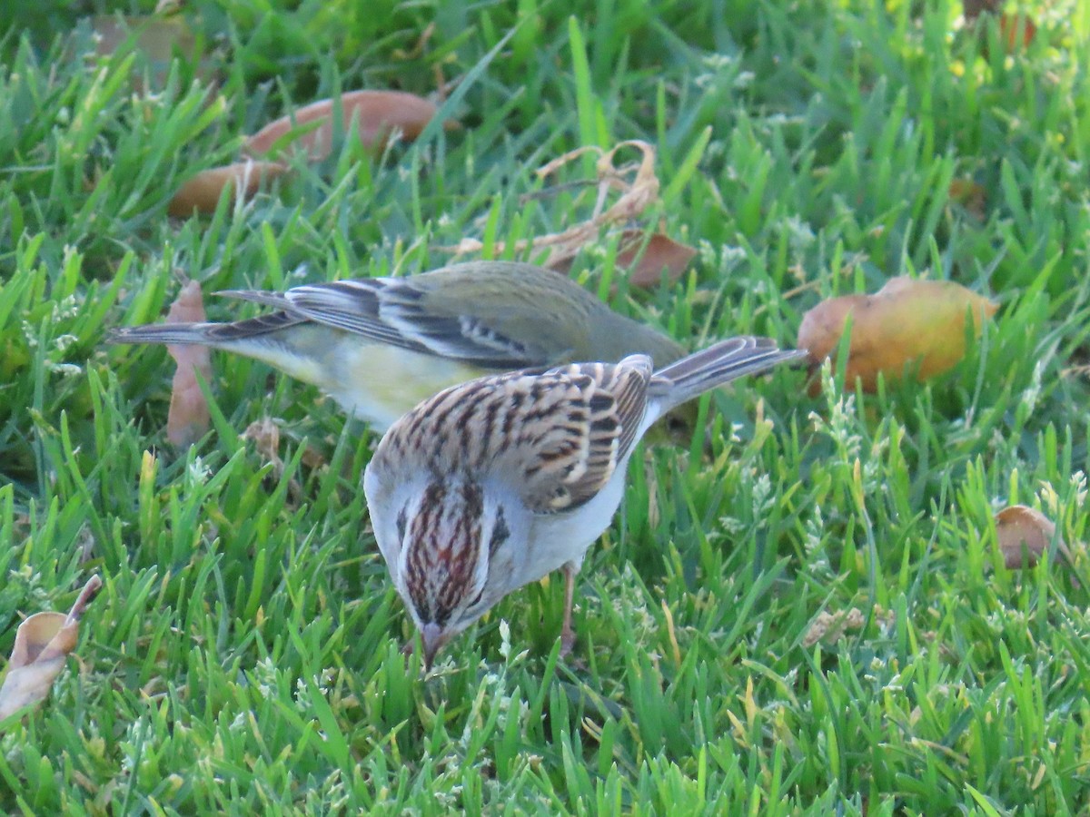 Chipping Sparrow - ML614251518