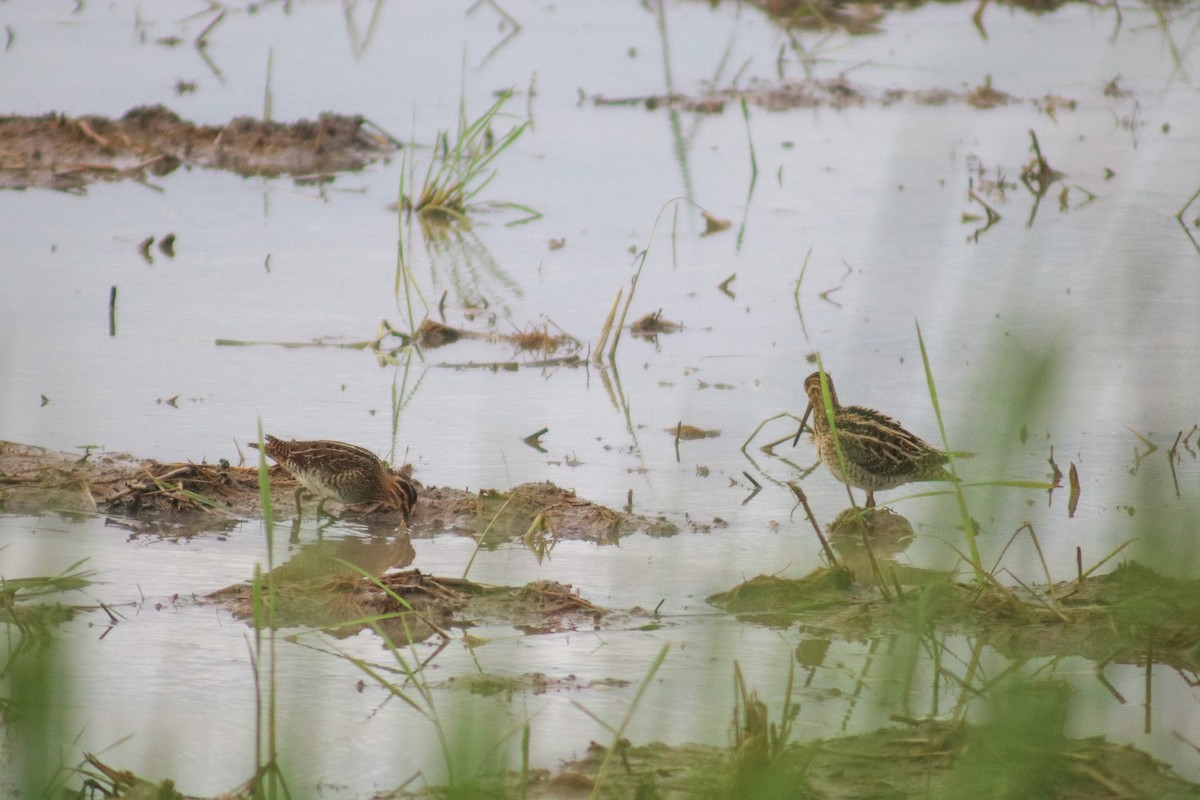 Common Snipe - ML614251590