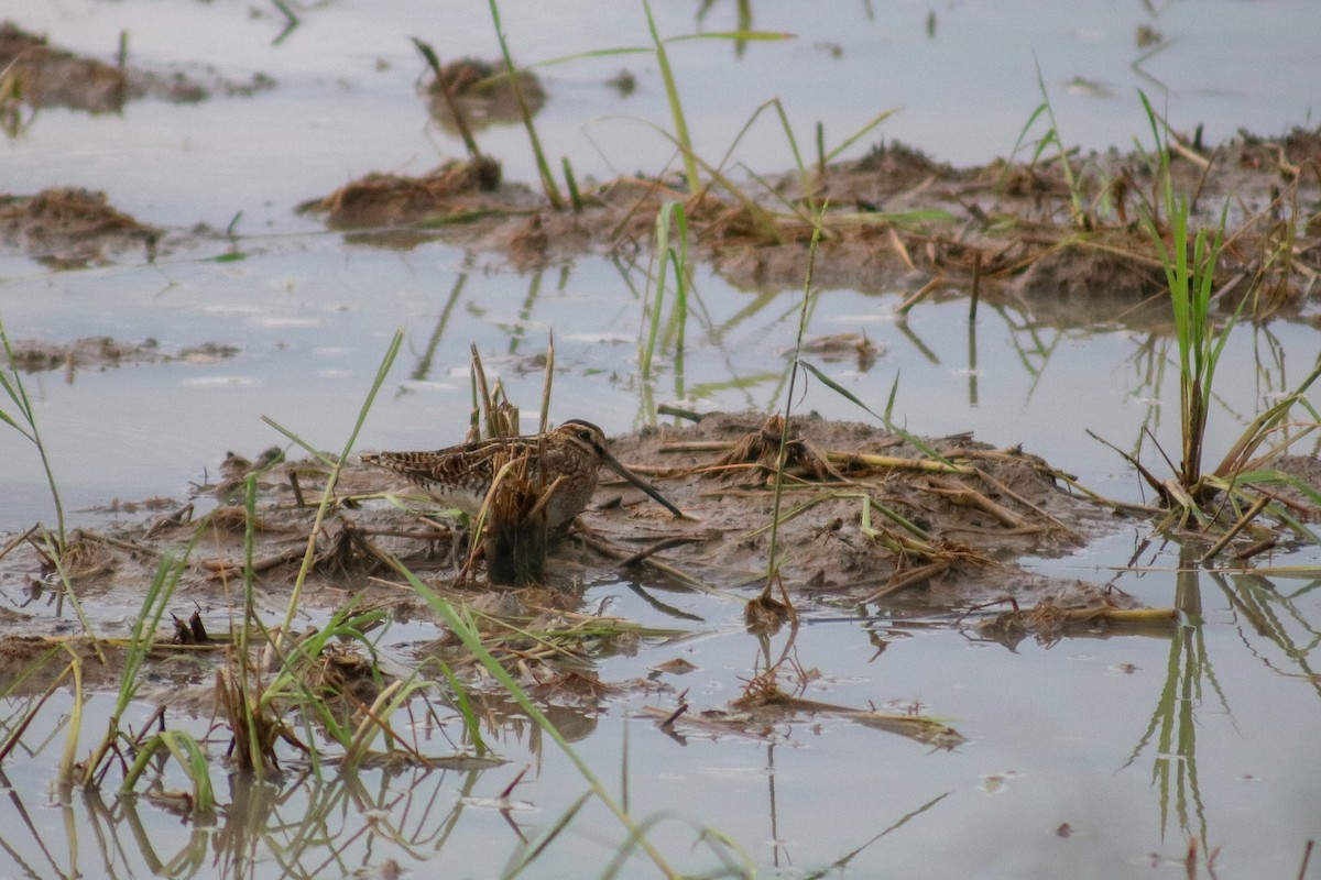 Common Snipe - ML614251591