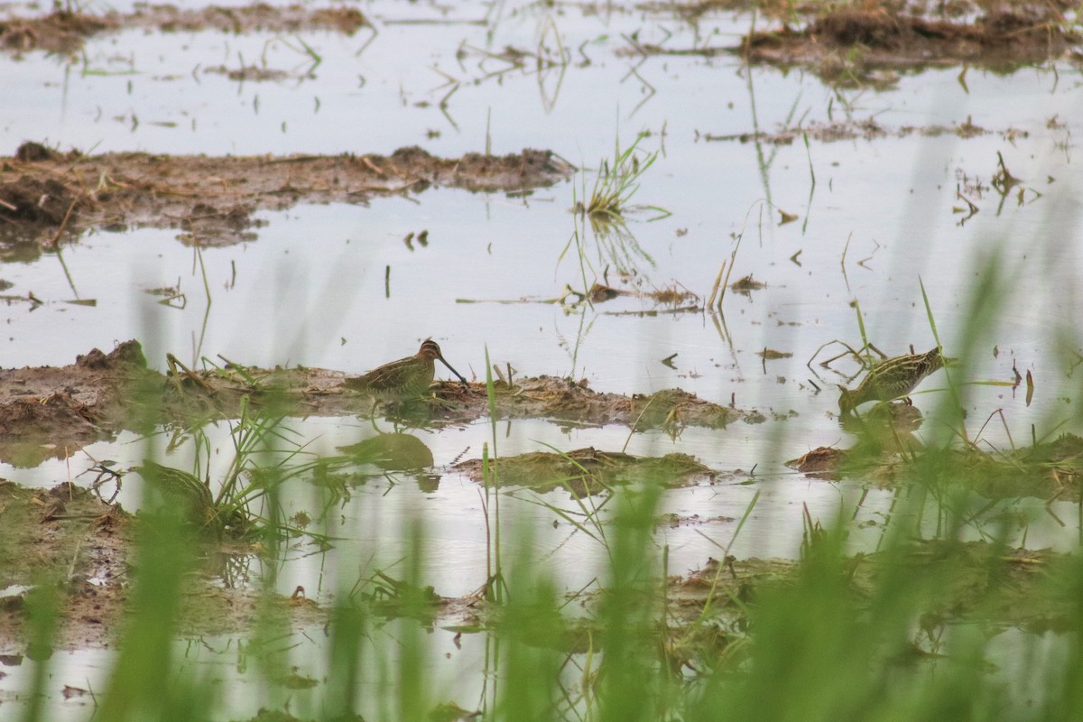 Common Snipe - ML614251592