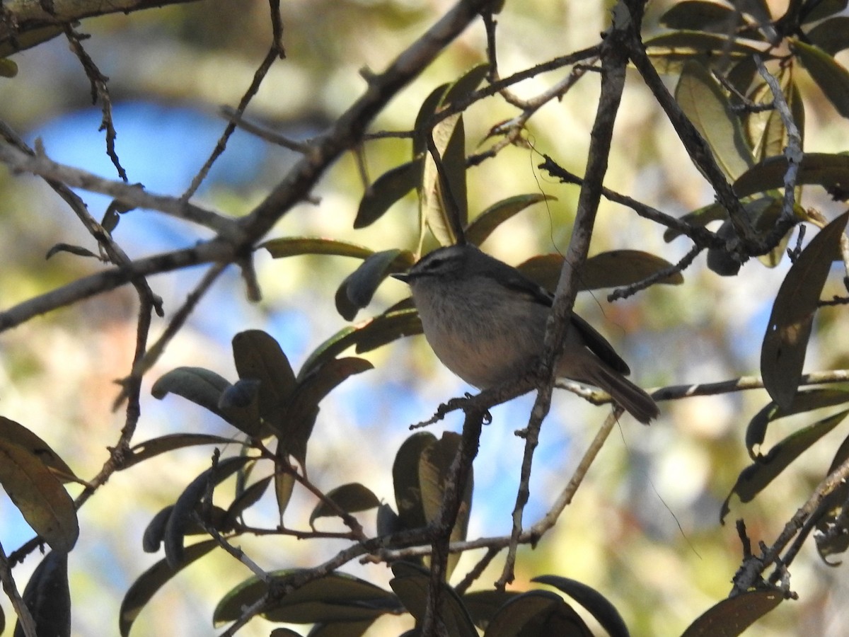 Golden-crowned Kinglet - Daniel Horton