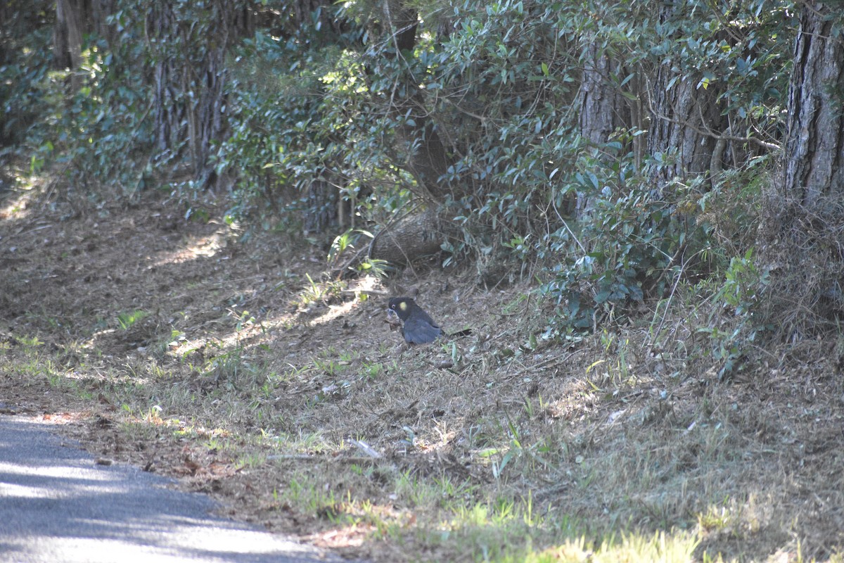 Cacatúa Fúnebre Coliamarilla - ML614251619