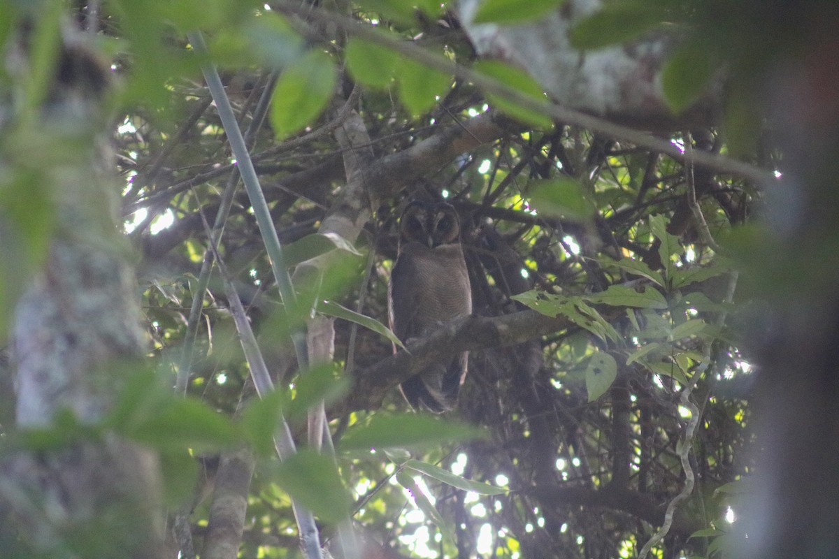 Brown Wood-Owl - ML614251695