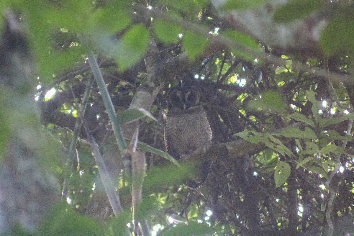 Brown Wood-Owl - Supot Surapaetang