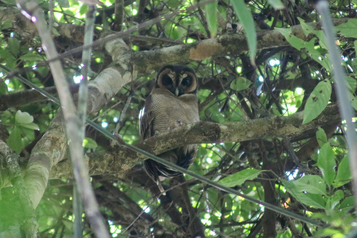 Brown Wood-Owl - ML614251698