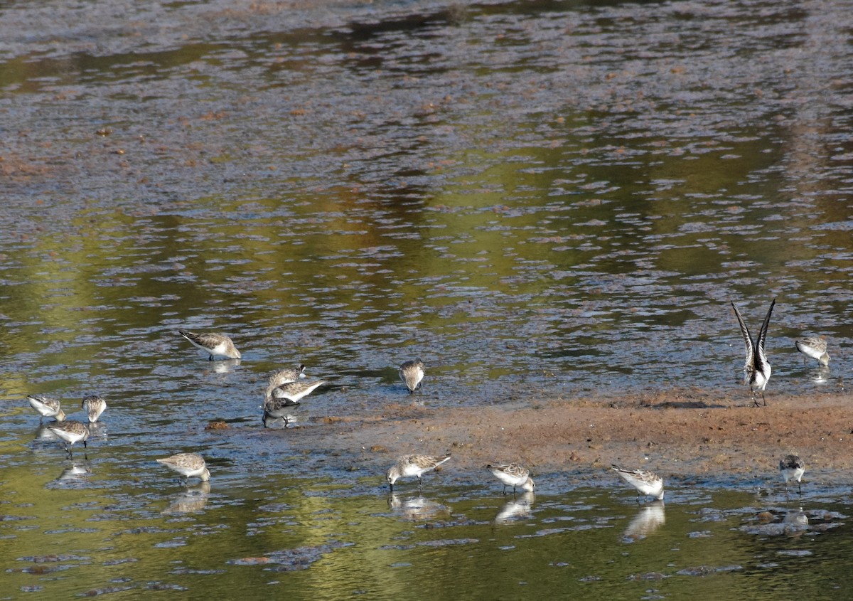 Little Stint - Shwetha Bharathi