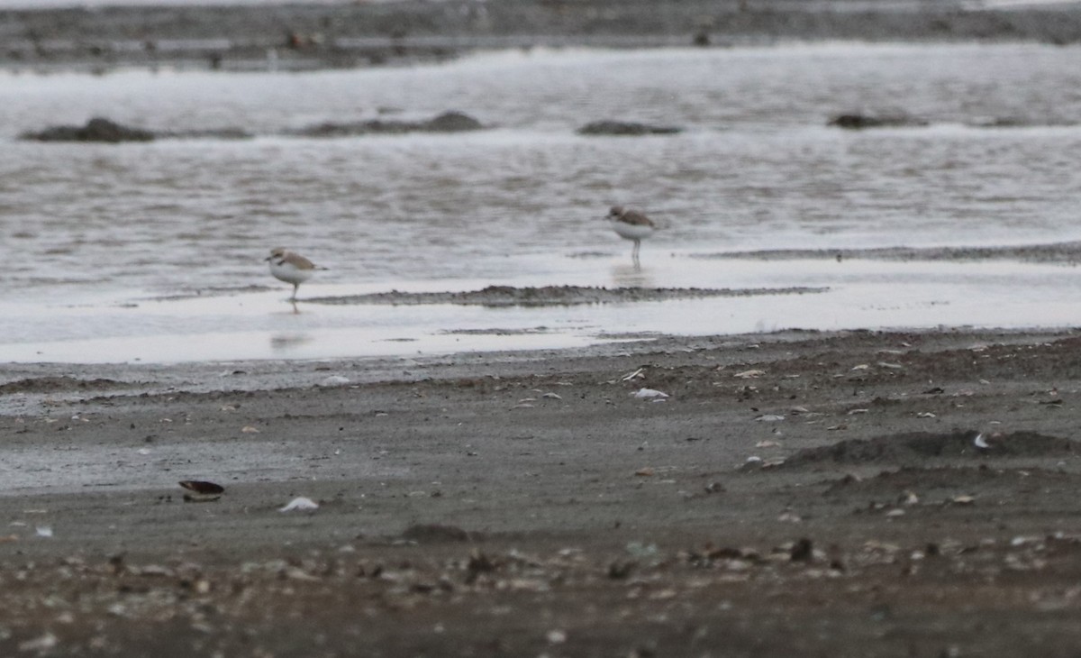 Snowy Plover - ML614251803